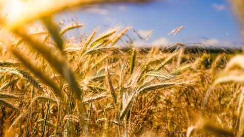 Agriculture et valorisation des produits organiques