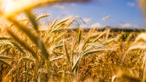 Agriculture et valorisation des produits organiques