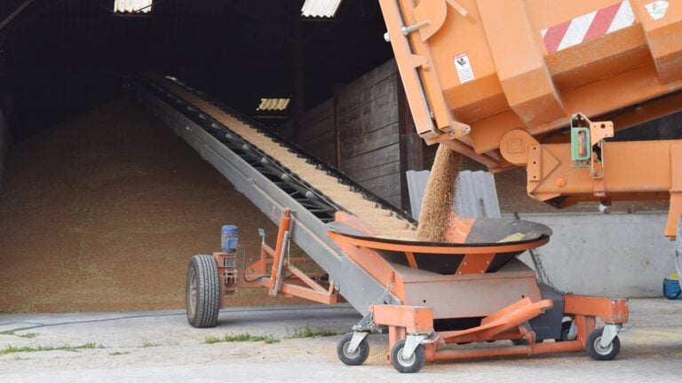 stockage de blé dans un hangar à l'aide d'une sauterelle agricole