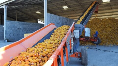 tapis-de-convoyage-agricole-pour-mais